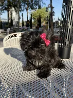 Daisy, a female Shih Tzu for sale in Mojave, CA – 2 of 4