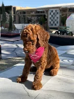 Cinnamon , a female Goldendoodle for sale in Mojave, CA – 5 of 7