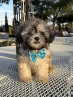 Milo , a male Shih Tzu for sale in Mojave, CA – 3 of 7