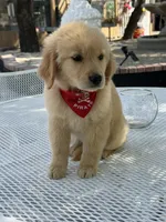 Simba , a male Golden Retriever for sale in Mojave, CA – Photo 6 of 6