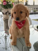 Leo , a male Golden Retriever for sale in Mojave, CA – Photo 1 of 4