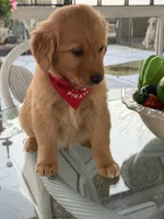 Leo , a male Golden Retriever for sale in Mojave, CA – Photo 4 of 4