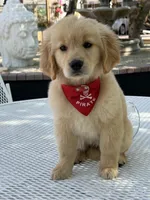 Simba , a male Golden Retriever for sale in Mojave, CA – Photo 1 of 6
