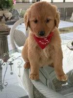 Leo , a male Golden Retriever for sale in Mojave, CA – Photo 3 of 4