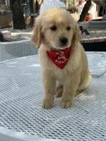 Simba , a male Golden Retriever for sale in Mojave, CA – Photo 3 of 6