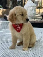 Simba , a male Golden Retriever for sale in Mojave, CA – Photo 5 of 6