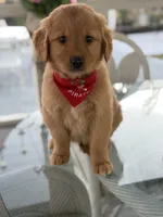 Leo , a male Golden Retriever for sale in Mojave, CA – Photo 2 of 4