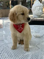 Simba , a male Golden Retriever for sale in Mojave, CA – Photo 4 of 6