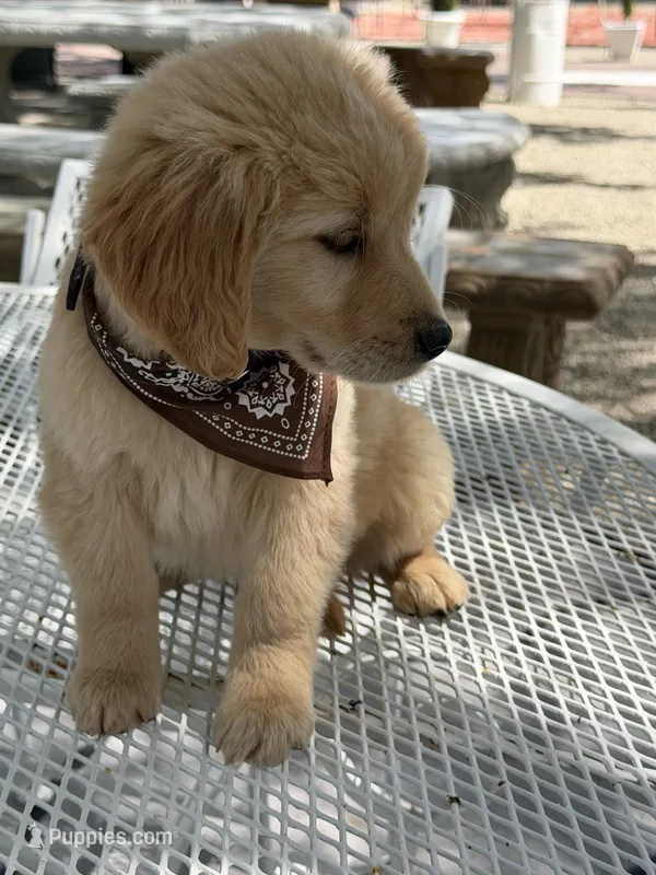 Leo – Golden Retriever puppy for sale in Mojave, CA