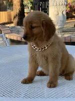 Leo, a male Golden Retriever for sale in Mojave, CA – 5 of 9
