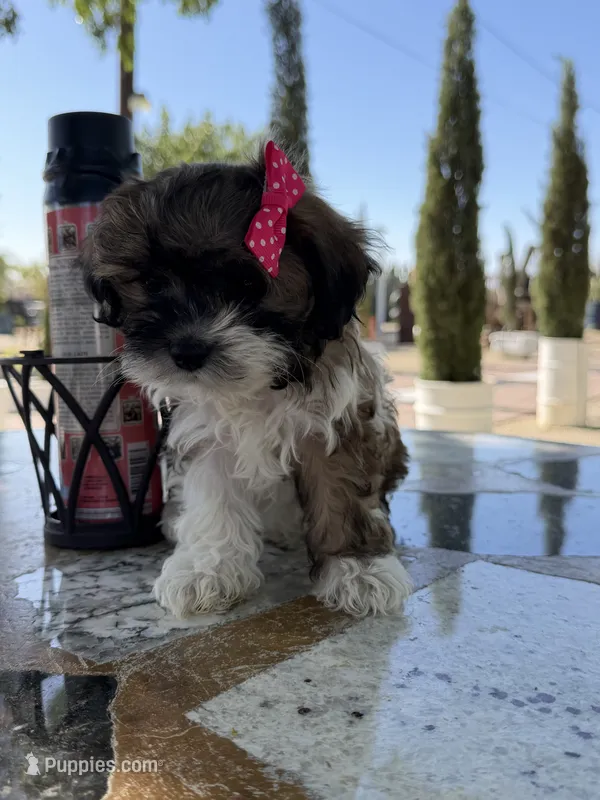Lucy – Shih Tzu puppy for sale in Mojave, CA