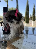 Lucy, a female Shih Tzu for sale in Mojave, CA – 1 of 6