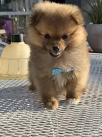 Kiwi, a male Pomeranian for sale in Mojave, CA – 5 of 6