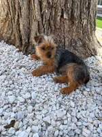 Penny, a male Yorkshire Terrier for sale in Mojave, CA – Photo 1 of 4