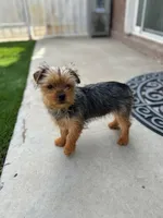 Penny, a male Yorkshire Terrier for sale in Mojave, CA – Photo 4 of 4