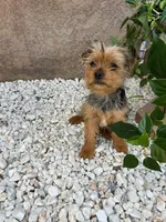 Penny, a male Yorkshire Terrier for sale in Mojave, CA – Photo 3 of 4