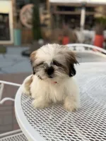 Oreo , a male Shih Tzu for sale in Mojave, CA – 3 of 6