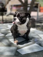 Kia , a female English Bulldog and French Bulldog for sale in Mojave, CA – 3 of 6