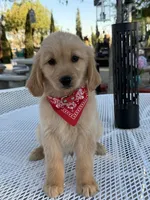 Maxx , a male Golden Retriever for sale in Mojave, CA – 4 of 7