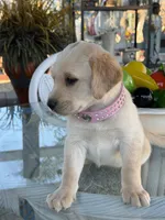 Nayla , a female Labrador Retriever for sale in Mojave, CA – Photo 2 of 5