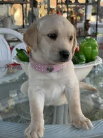 Nayla , a female Labrador Retriever for sale in Mojave, CA – Photo 3 of 5