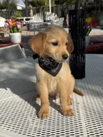 Luka , a male Golden Retriever for sale in Mojave, CA – 3 of 8