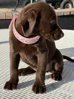Dior, a female Labrador Retriever for sale in Mojave, CA – 6 of 7