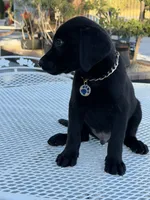 Maxx, a male Labrador Retriever for sale in Mojave, CA – 6 of 7