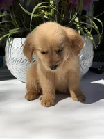 Rubi, a female Golden Retriever for sale in Mojave, CA – Photo 6 of 6