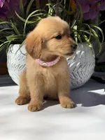 Rubi, a female Golden Retriever for sale in Mojave, CA – Photo 4 of 6