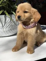 Rubi, a female Golden Retriever for sale in Mojave, CA – Photo 5 of 6