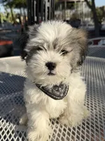 Domino , a male Shih Tzu for sale in Mojave, CA – 4 of 7