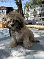 Cooper, a male Shihpoo for sale in Mojave, CA – 2 of 7