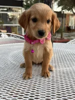 Lily , a female Golden Retriever for sale in Mojave, CA – 5 of 5