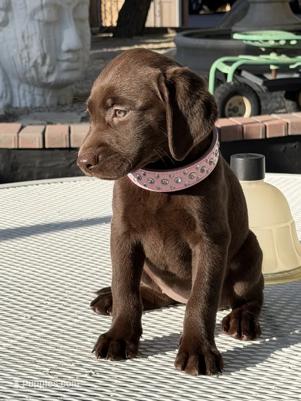 Ruby  – Labrador Retriever puppy for sale in Mojave, CA