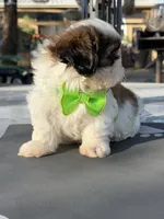 Penny , a male Shih Tzu for sale in Mojave, CA – 3 of 7