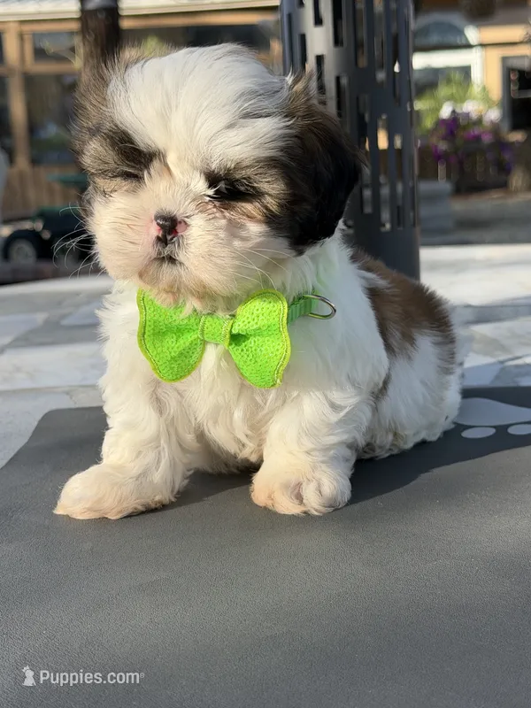 Penny , a male Shih Tzu for sale in Mojave, CA – 1 of 7
