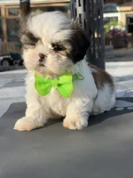 Penny , a male Shih Tzu for sale in Mojave, CA – 1 of 7