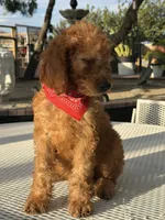 Canelo , a male Goldendoodle for sale in Mojave, CA – 2 of 5