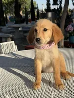 Luna , a female Golden Retriever for sale in Mojave, CA – 2 of 5