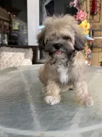 Cooper, a male Shihpoo for sale in Mojave, CA – 4 of 7