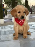 Leo , a male Golden Retriever for sale in Mojave, CA – 5 of 6
