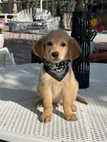 Luka , a male Golden Retriever for sale in Mojave, CA – 6 of 8