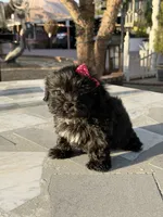 Daisy , a female Shih Tzu for sale in Mojave, CA – 2 of 8