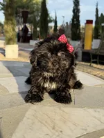 Daisy , a female Shih Tzu for sale in Mojave, CA – 8 of 8