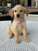 Rubi , a female Golden Retriever for sale in Mojave, CA – 2 of 5