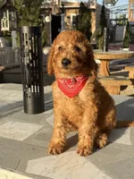 Canelo , a male Goldendoodle for sale in Mojave, CA – 3 of 5