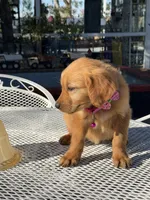 Maple, a female Golden Retriever for sale in Mojave, CA – 4 of 7