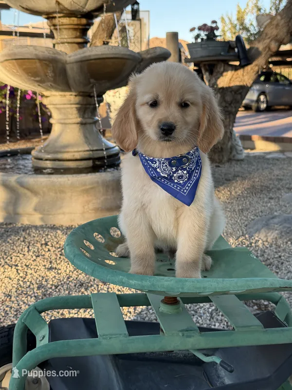 Kobe  – Golden Retriever puppy for sale in Mojave, CA