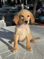 Luna , a female Golden Retriever for sale in Mojave, CA – 4 of 5